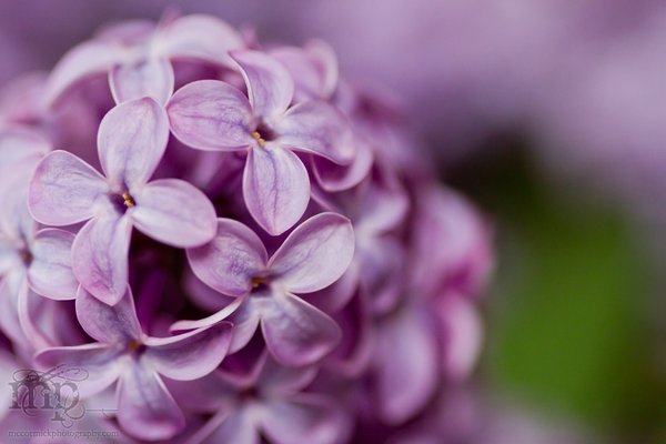 Lilacs in the kitchen [4 of 9]