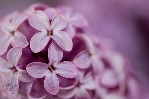 Lilacs in the kitchen [3 of 9]