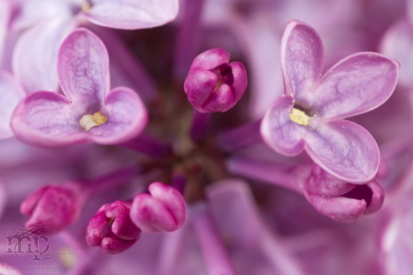 Lilacs in the kitchen [2 of 9]