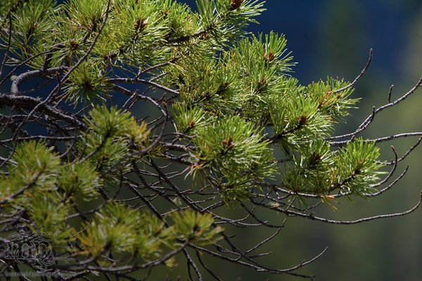 Evergreen, Grand Cache AB, 2009