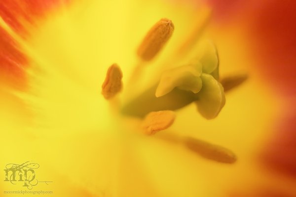 Tulip