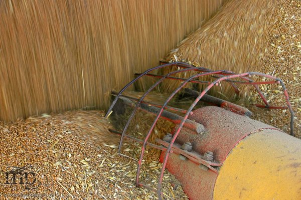 Augering grain [1 of 2]