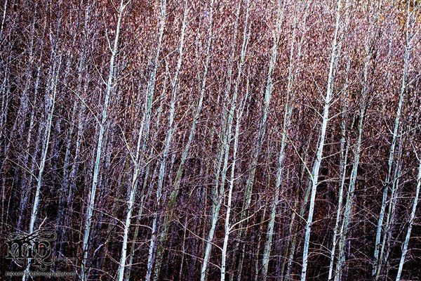 Artful trees