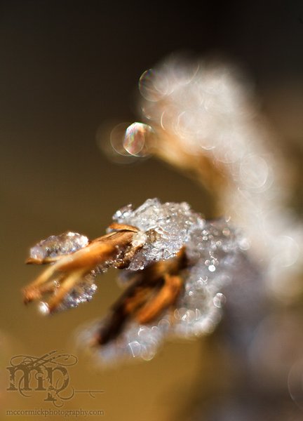 Frost Melting In The Morning Sun