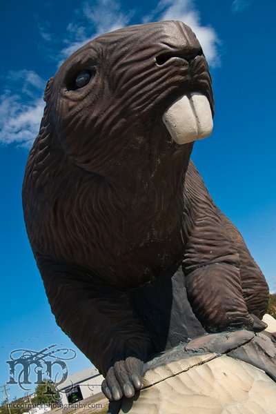 Giant Beaver: Beavelodge, AB [2 of 2]
