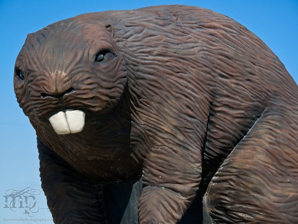 Giant Beaver: Beaverlodge, AB [1 of 2]