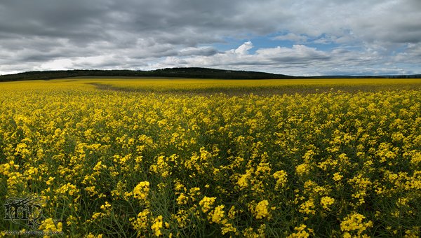 Canola field near Dawson Creek