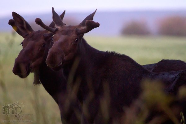 Moose on the loose north of Dawson Creek