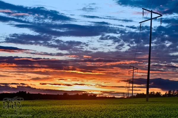 Jul 26/11: Canola sunset near Dawson Creek, Alberta