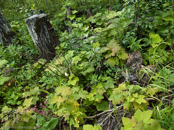 Bear Mountain Wind Farm: Flora [2 of 2]