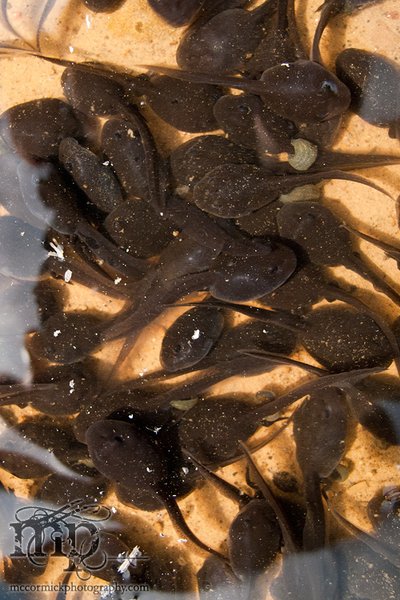 Radar Lake: Scads of tads [3 of 4]