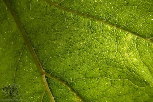 Underside, wild rhubarb leaf