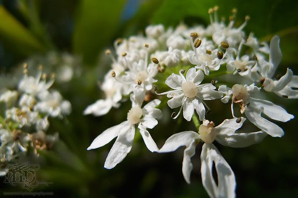 Wild rhubarb blossoms