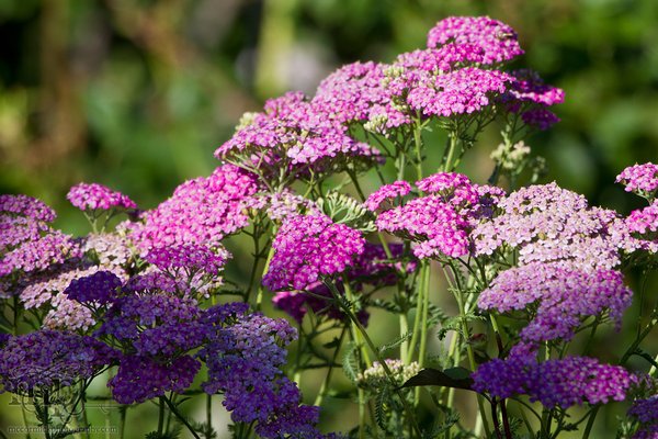Acadia Valley B&B: Flowers in garden