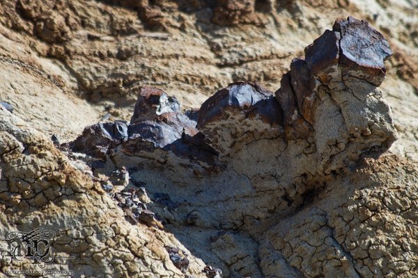 Monitor Mud Buttes 2011: Exposed coal [4 of 6]