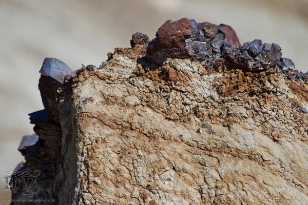 Monitor Mud Buttes 2011: Exposed coal [3 of 6]