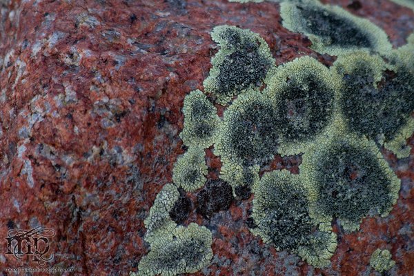 Monitor Mud Buttes 2011: Red rock, green lichens