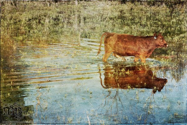 Feeling mootivated.