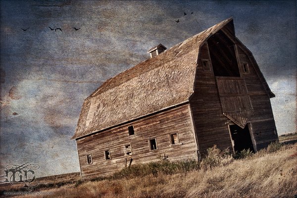 Old barn south of Esther [3 of 3]