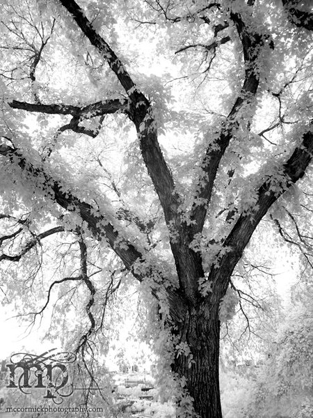 2003-07-04 Infrared Tree