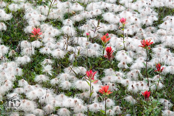 Cruft in the fluff: Spray Lakes, Canmore, August 2010