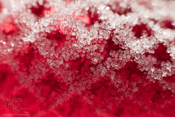 Frosted red LED Christmas light