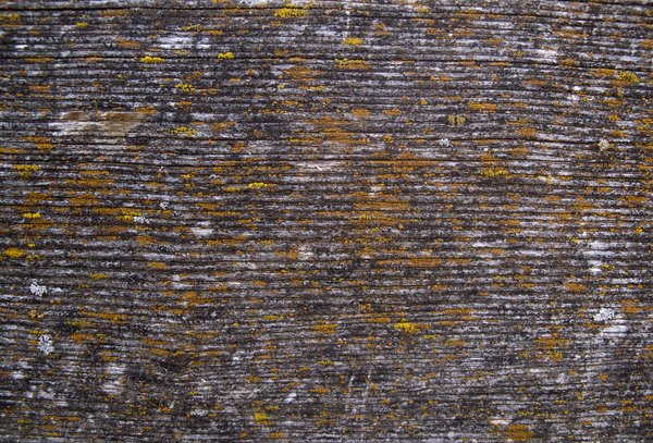 Texture : Lichens on Fence Board [2 of 2]