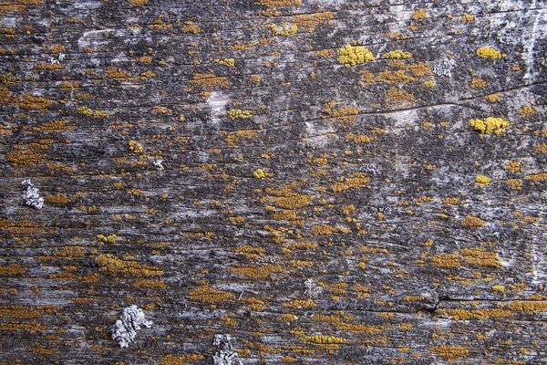 Texture : Lichens on Fence Board [1 of 2]