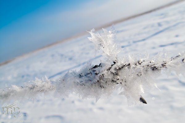 Feb 27, 2012 : Frosted Barbs [4 of 4]