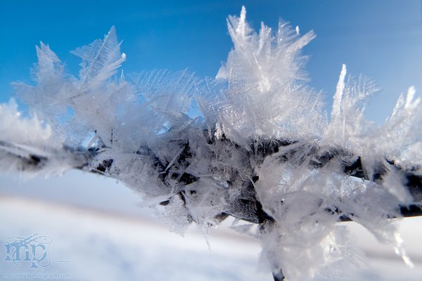 Feb 27, 2012 : Frosted Barbs [3 of 4]