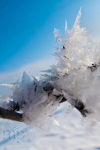 Feb 27, 2012 : Frosted Barbs [1 of 4]