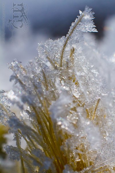 Frost on nylon rope [5 of 5]