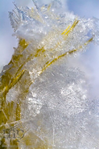 Frost on nylon rope [3 of 5]