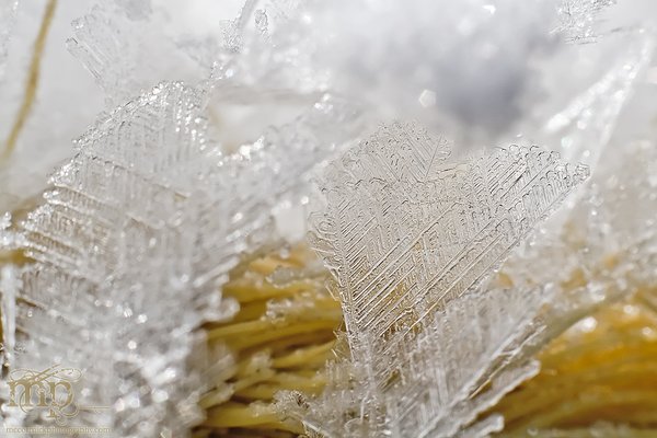 Frost on nylon rope [2 of 5]