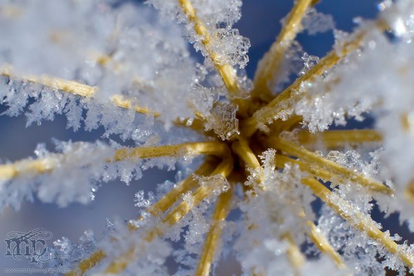 Feb 28, 2012: Frosted Weeds [2 of 2]