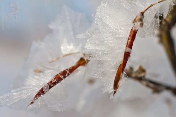 Mar 7, 2012: Frost on the caraganas [4 of 4]