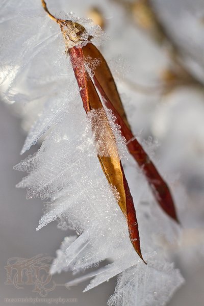 Mar 7, 2012: Frost on the caraganas [2 of 4]