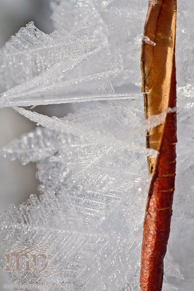 Mar 7, 2012: Frost on the caraganas [1 of 4]