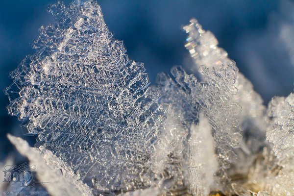 Mar 7, 2012: Frost on the railing [5 of 7]
