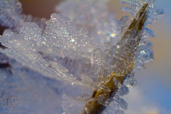 Mar 7, 2012: Frost on grass seed