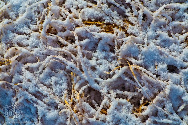 Colour temperatures differences in grass after snowfall [2 of 2]