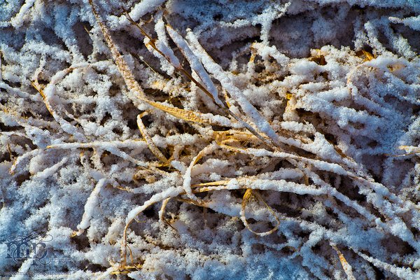 Colour temperatures differences in grass after snowfall [1 of 2]