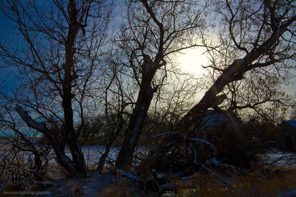 Sun through trees in winter