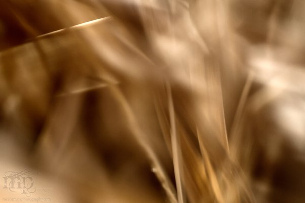 Pain in the grass [7 of 8]
