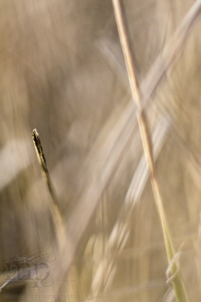 Pain in the grass [3 of 7]