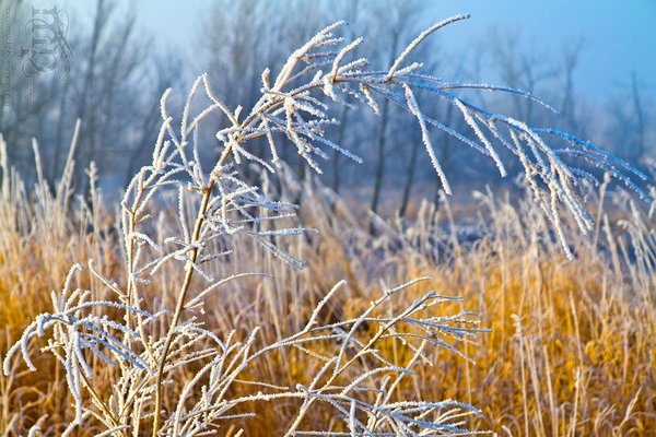 A bit of frost, a bit of fog