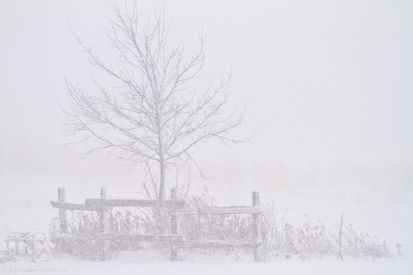Mar 19, 2012 Blizzard: Tree and flower bed