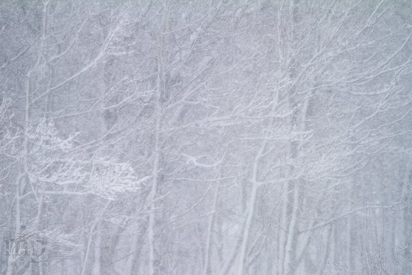 Mar 19, 2012 Blizzard: Sleeze in the trees