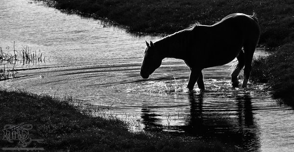 RR 6-3 Horses: Equine crossing