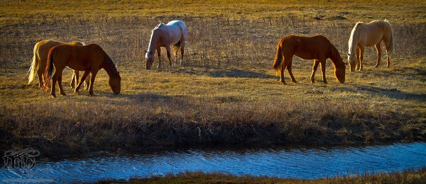RR 6-3 Horses: Lawnmowers
